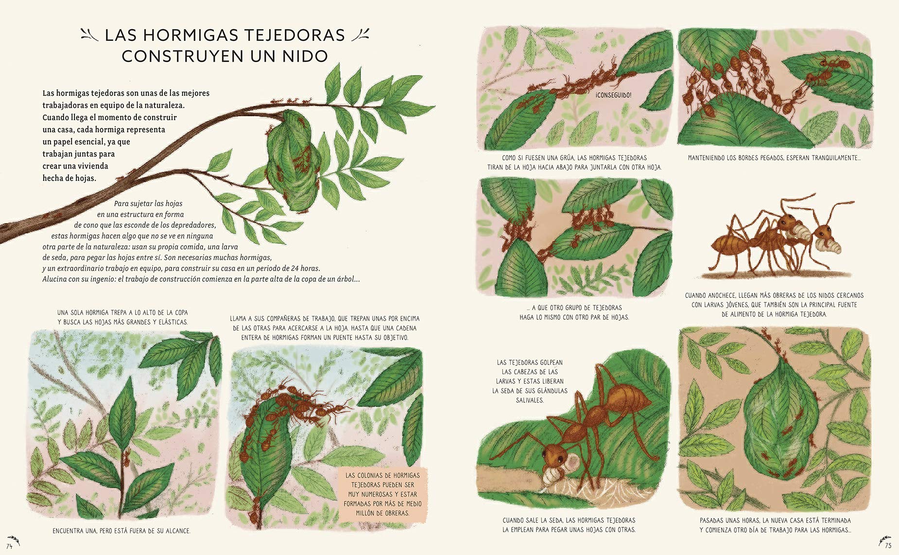 con calma. 50 Historias De La Naturaleza (SIN COLECCION)