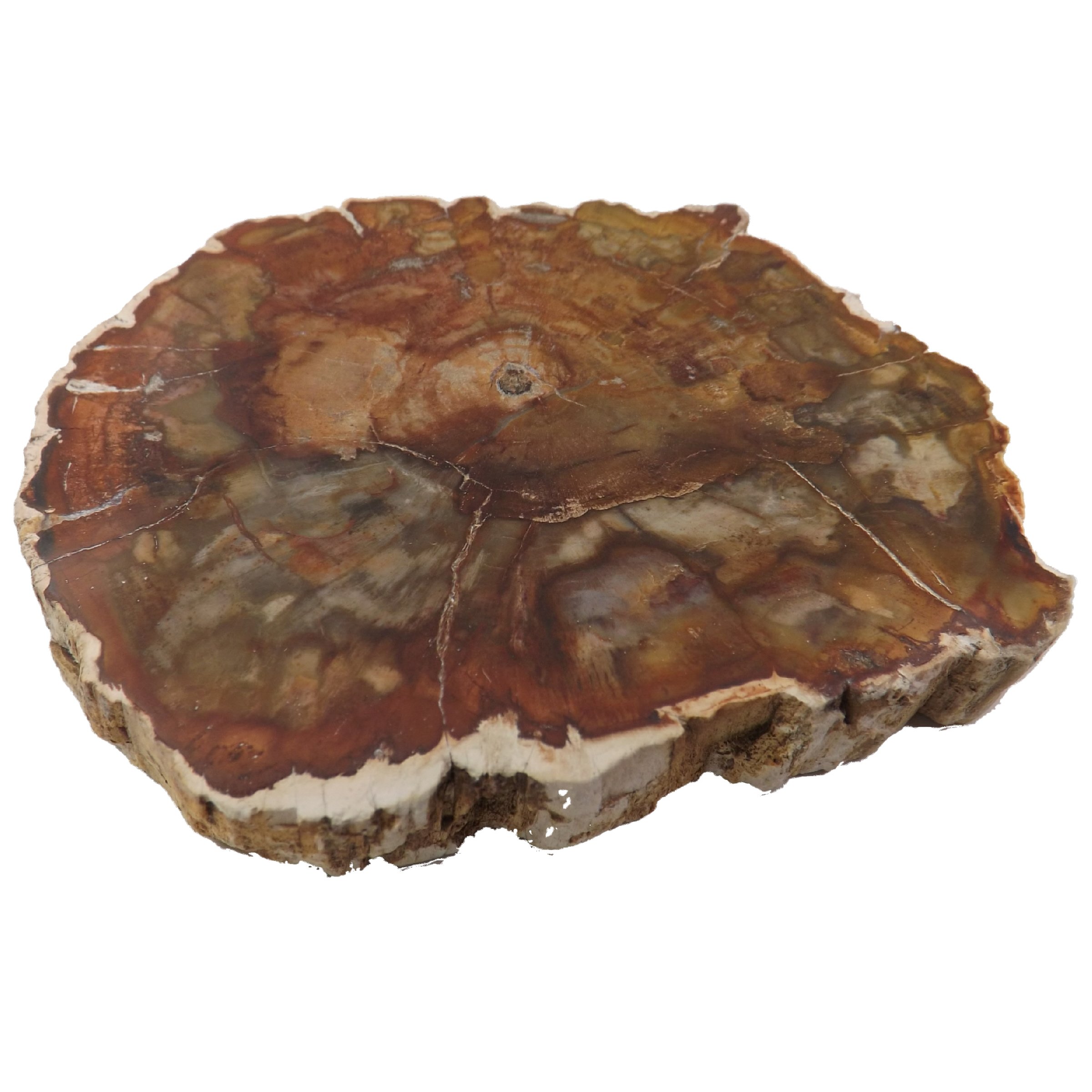 Polished Petrified Wood With Tree Ring Preserved Fully tumbled and