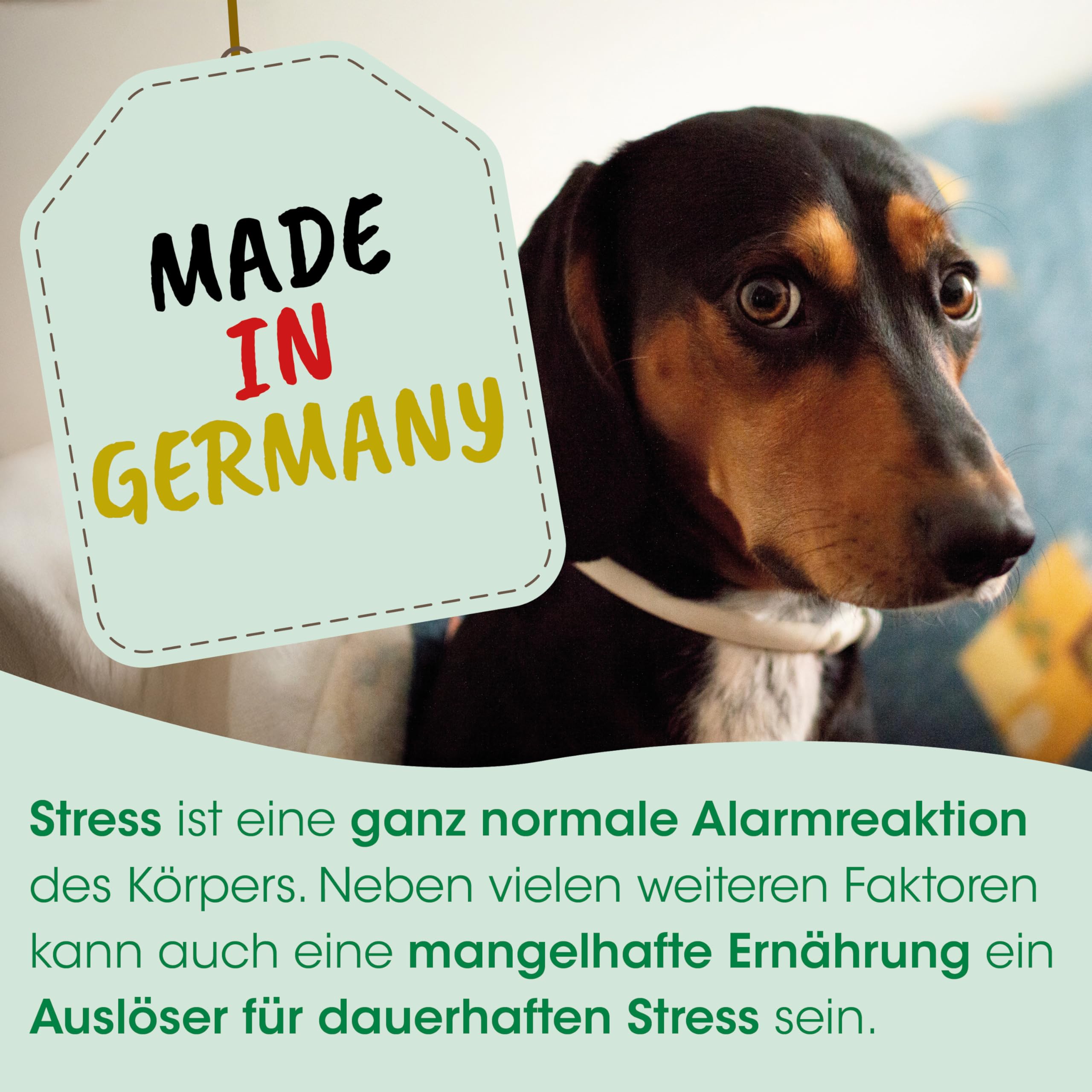 cdVet Nutrition nerveuse 450g - Complément Alimentaire pour la Relaxation et la régulation de l'anxiété et du Stress pour Chiens, Chats et Autres Animaux domestiques