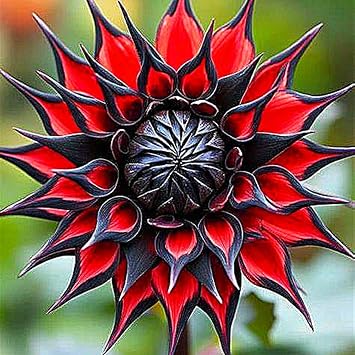 Dahlia Bulbs Mix for Planting Now UK,Hardy Perennial,Strong Plants That Grow Well,Dahlia Tubers Bulk,Flowering Rhizome,Gift Ready,Iridescent,Wedding Flowers,Cut Flowers.-2bulbs-B