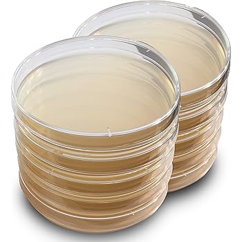 Lb Agar Plates Evviva Sciences Prepoured Luria Bertani Agar Lb Petri Dishes General Purpose Media Top Science Kit For Science Fair Projects Amazon Co Uk Business Industry Science