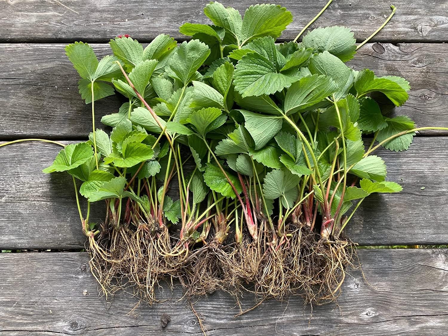 12 x Strawberry Elsanta A Bare Root Plants - Grow Your Own Strawberries - Bare Root Strawberry Runners - Fruit Plant (Plastic-Free Packaging)