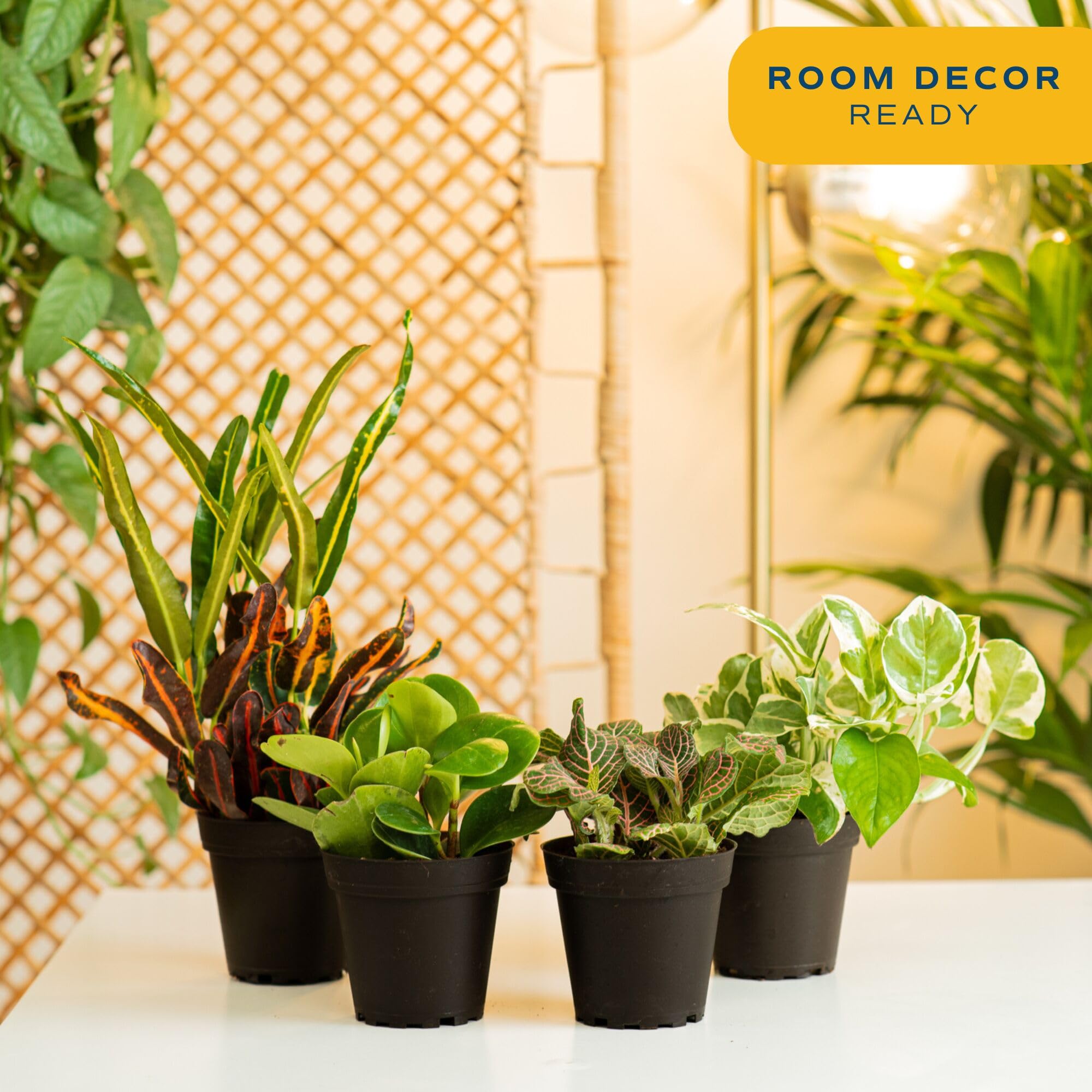 bamboo plants for indoors Dracaena 'Lucky Bamboo' | Indoor Plant | Tropical Plant | Potted Plant