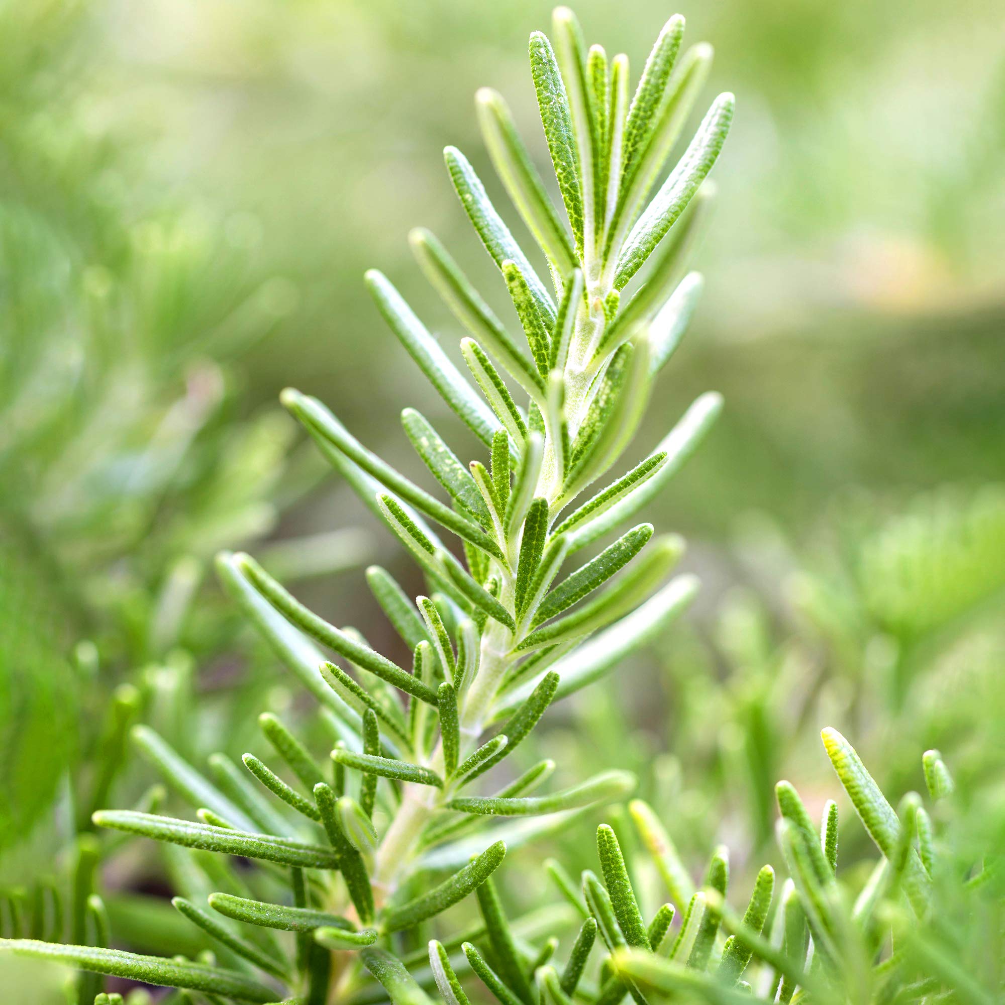 GardenersDream Rosemary Prostratus Plant - Aromatic Rosmarinus Prostratus Herb - Outdoor Garden Ready Herb Plant - Grow Your Own Culinary Kitchen Herb for Pots & Containers (20-30cm, incl. 14cm Pot)