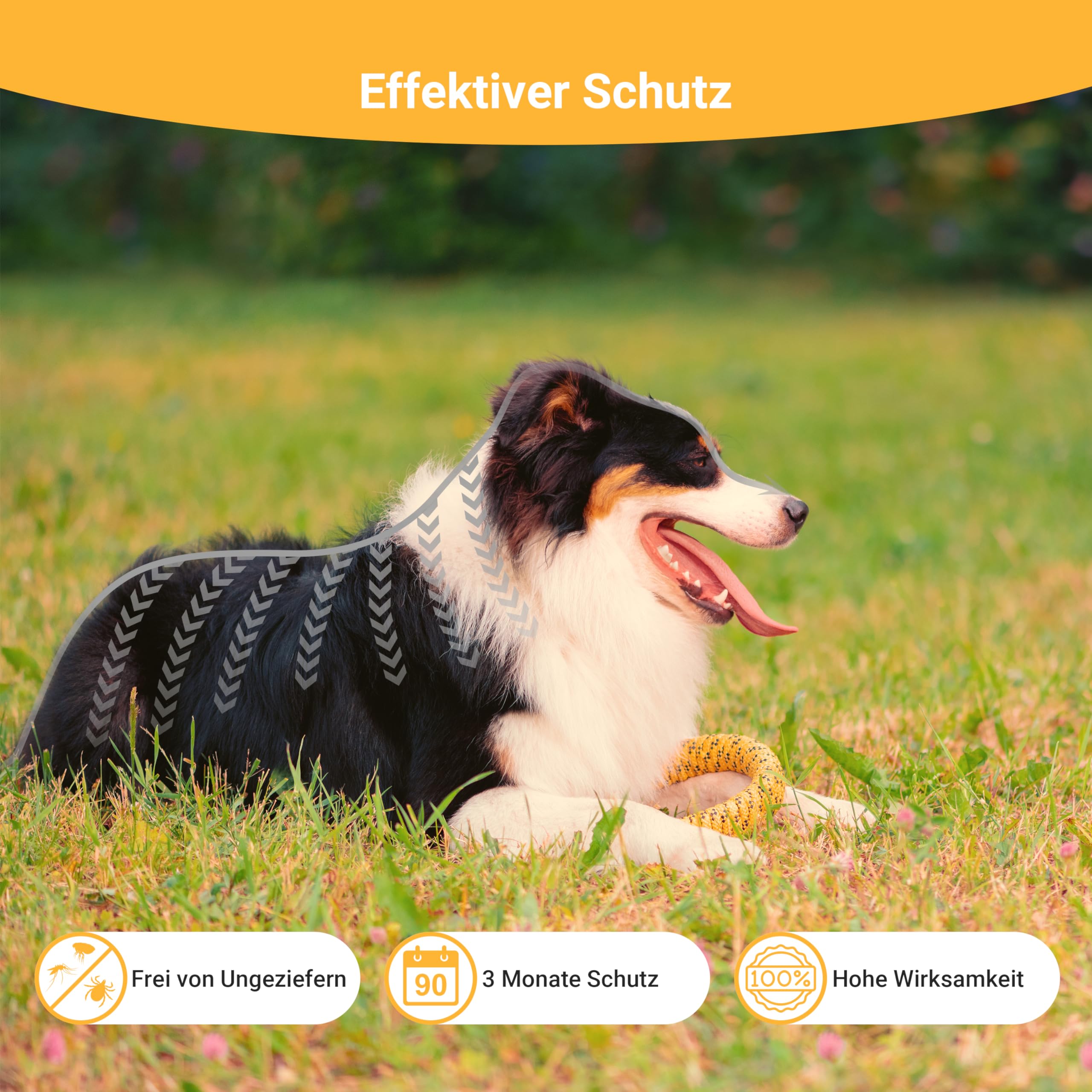 Animal Vita® Spot On Zeckenschutz [zuverlässiger Schutz] Zeckenmittel für Hunde -Zeckenschutz Hund - Spot On für große Hunde (30 bis 50kg)