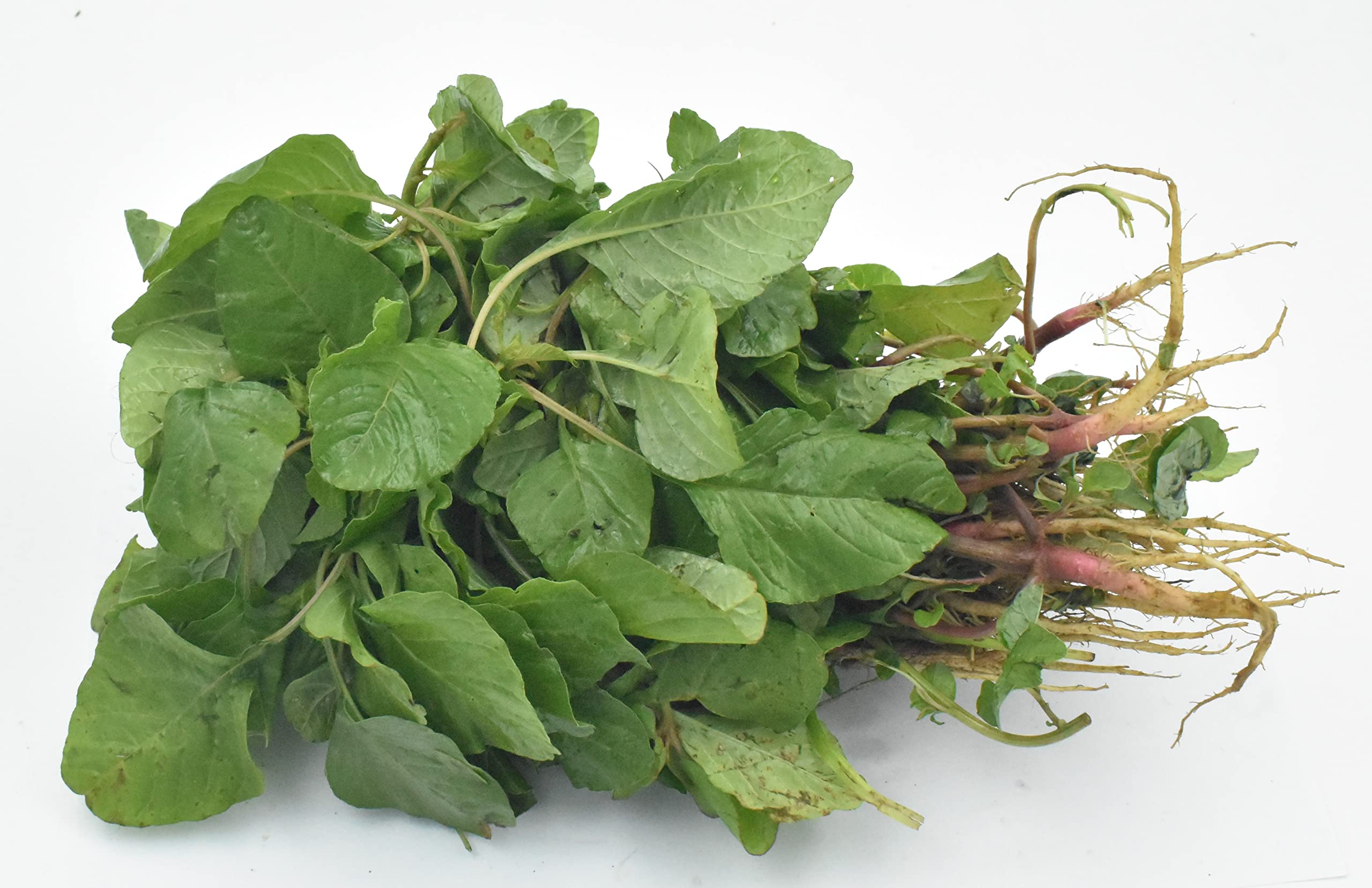 CooPany ® Arai Keerai/amaranthus Sag Seeds 1000 Seeds (B087BFC8HP) Amazon Price History, Amazon Price Tracker