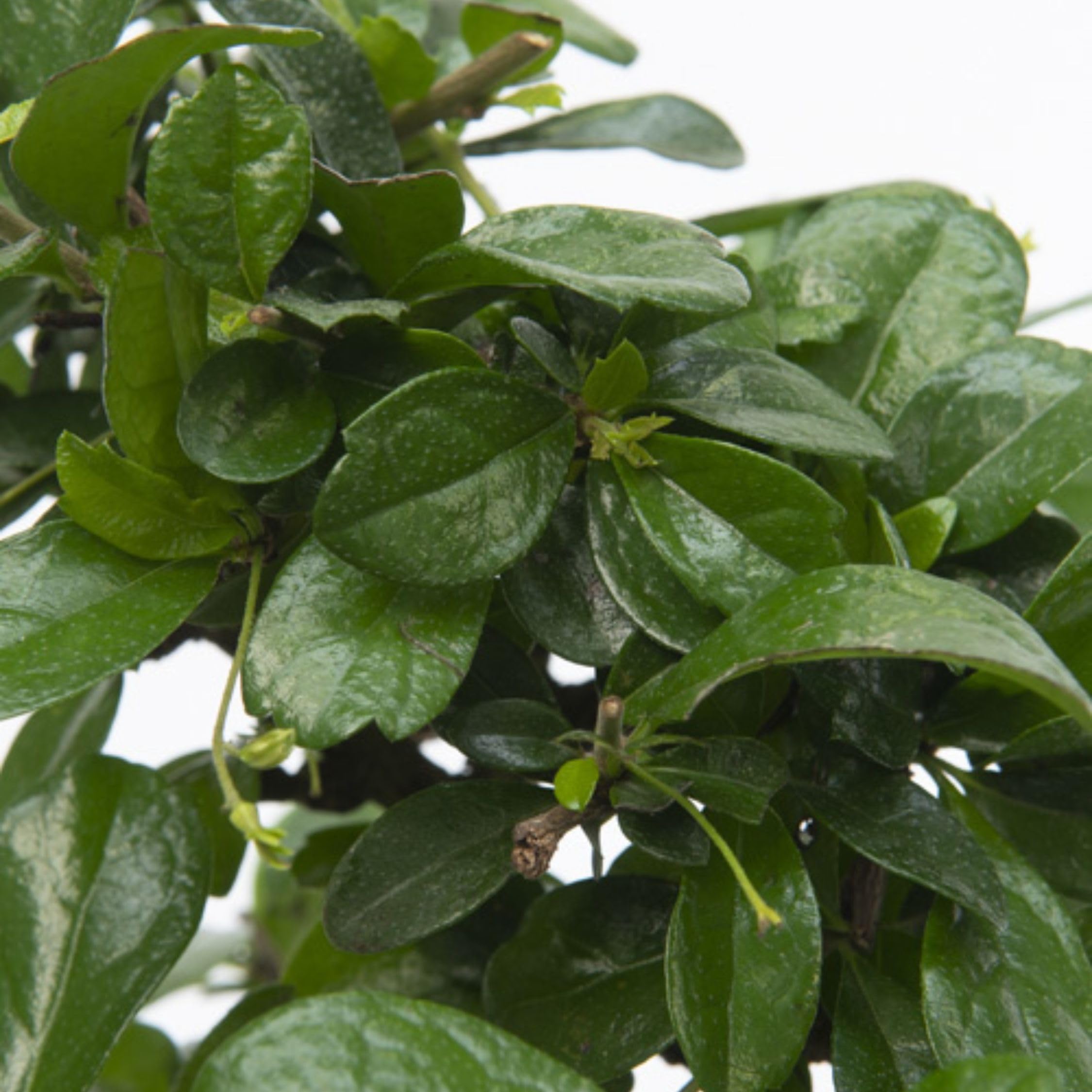 Plant in a Box - Carmona microphylla - Hauteur 20-25cm - Bonsaï Carmona Forme en S - Pot 15cm