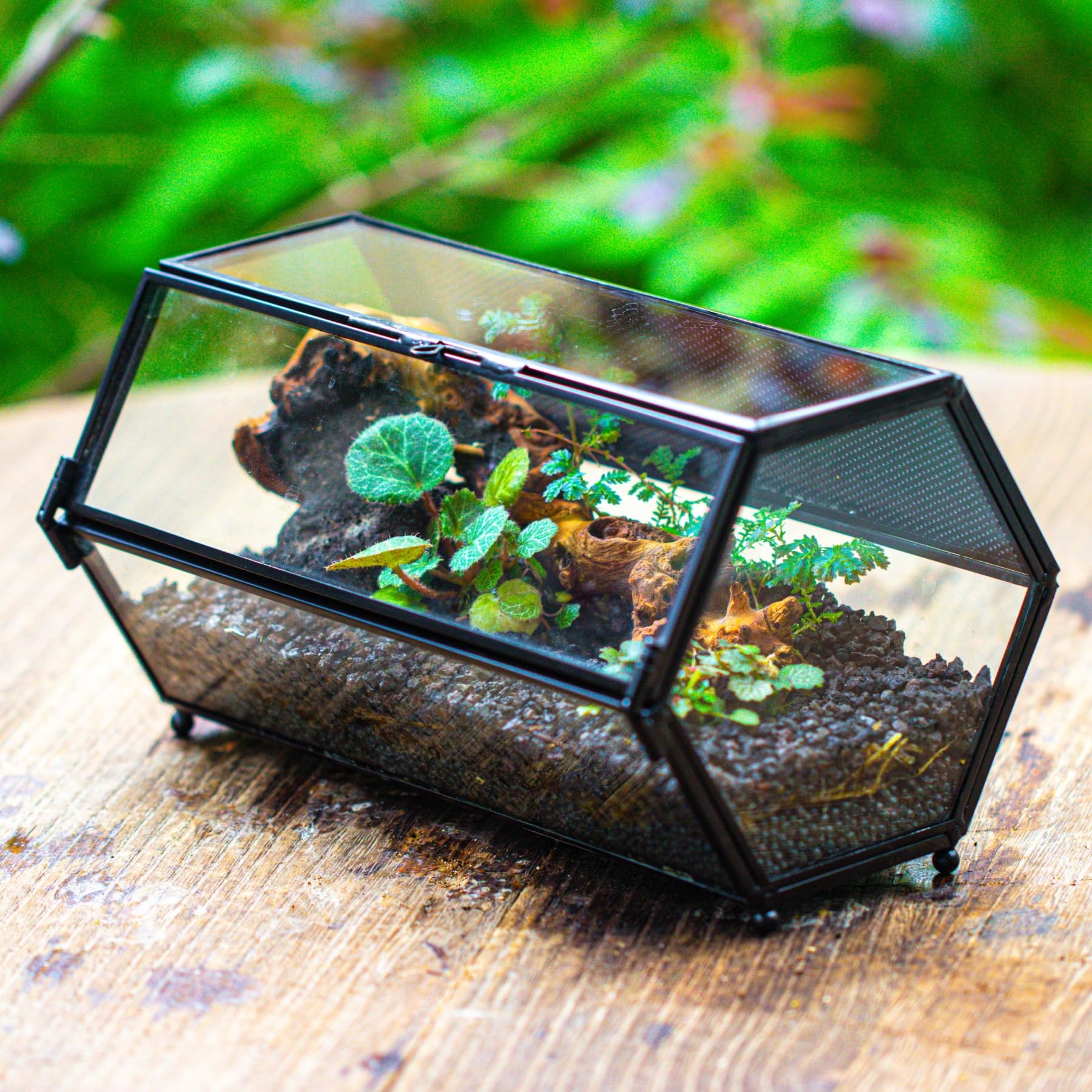 NCYP 20x11,5x10 cm Mini terrario de Cristal con Malla y Puerta para arañas saltadoras, hábitat de Insectos pequeños, terrario de suculentas en Forma Hexagonal (Solo terrario, sin Plantas)