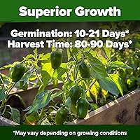 Vista 216 de HOME GROWN Más de 1000 semillas de cilantro para plantar en interiores o exteriores, hierbas tradicionales sin OMG, semillas de plantas de cilantro