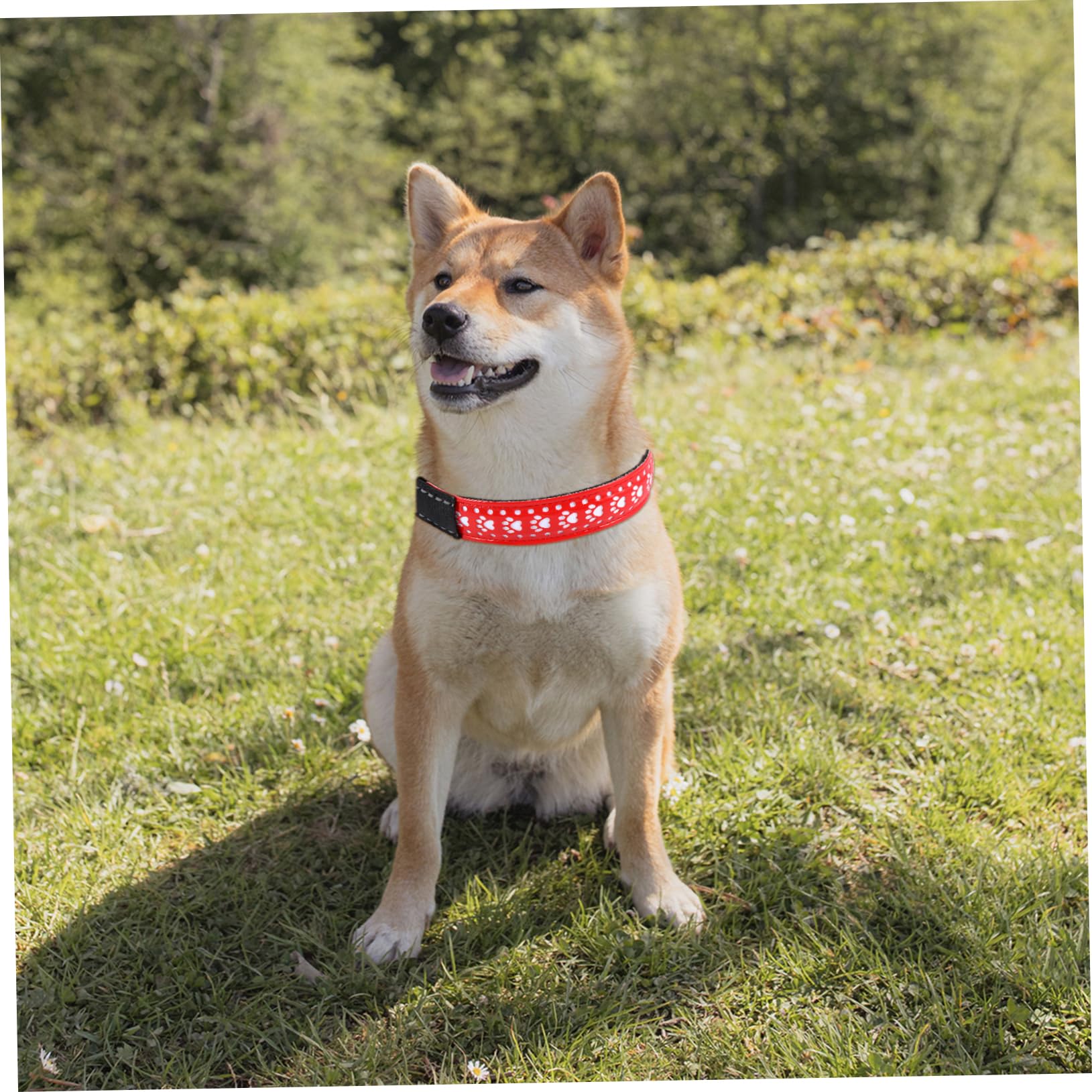 Toddmomy 3 Pièces Collier Lumineux Colliers de pour Chiots de sécurité pour Animaux de Compagnie Dog Collar pour Animal de Compagnie de Clignotant