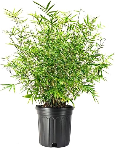 Miniatura 1 de Golden Goddess - Planta de bambú de seto  1 planta extragrande de 3 galones  Bambusa Multiplex  Proyección de aglutinación no invasiva viva