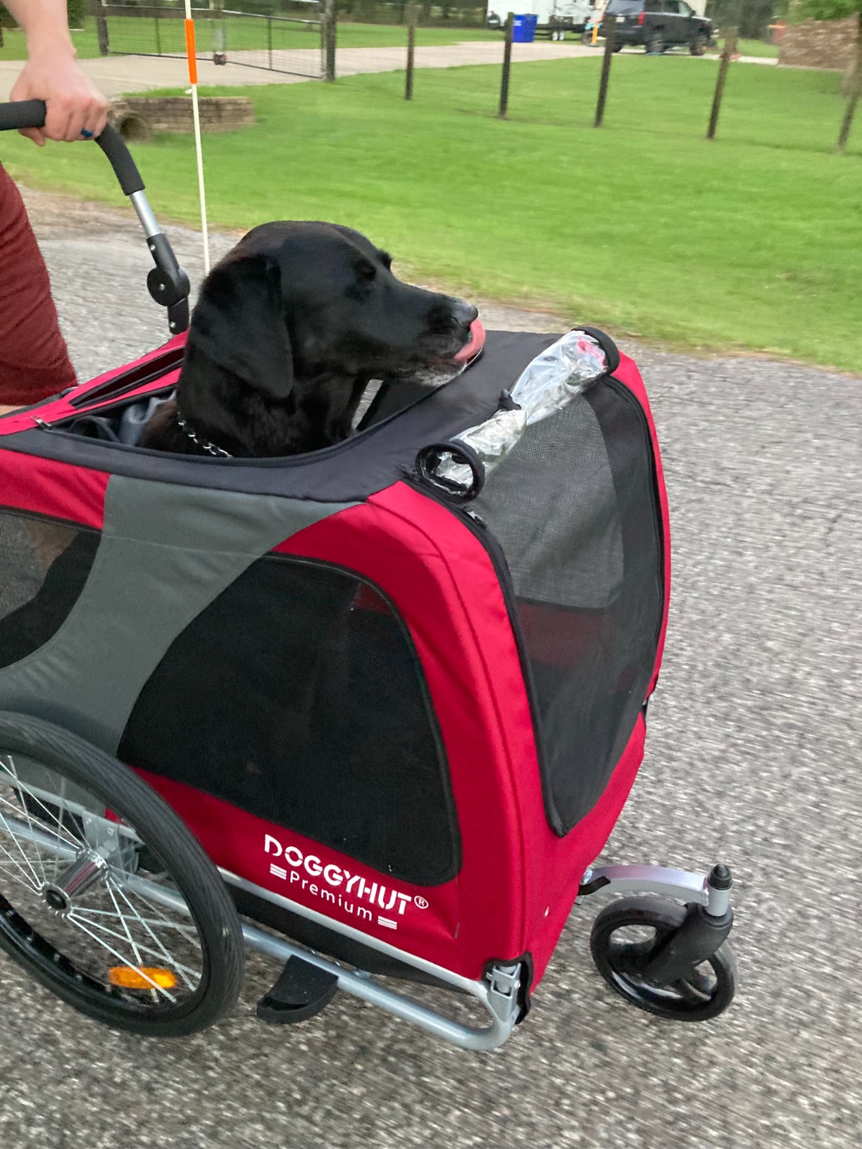 40/mo Finance Doggyhut Premium Pet Bike Trailer & Stroller for Small