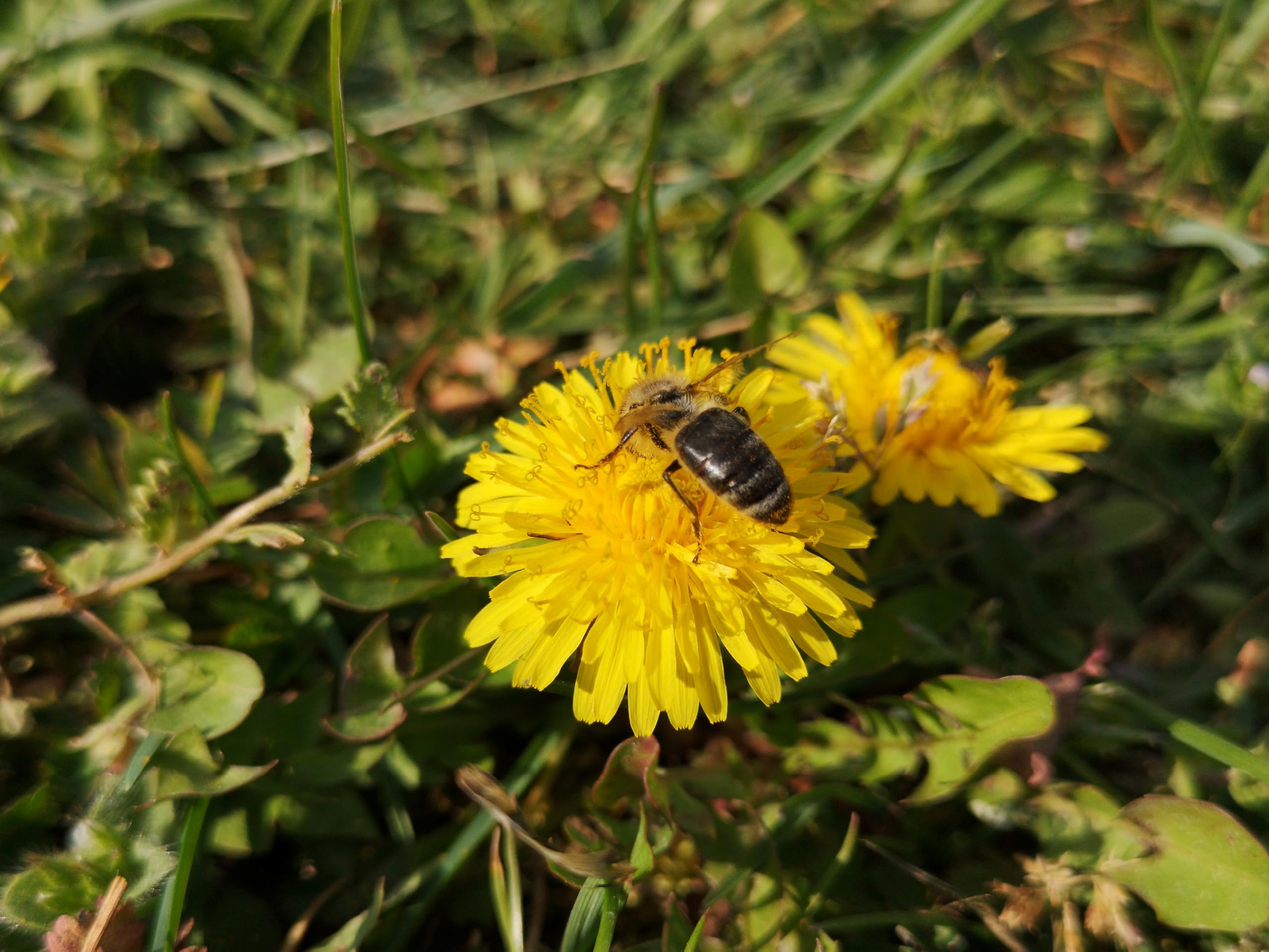 100.000 deutsche Löwenzahn Samen lat. Taraxacum Saatgut mehrjährig & winterhart, Futterpflanze Kaninchen, Hase, Meerschweinchen; Löwenzahnblüten Bienenmagnet Pollen Pusteblume