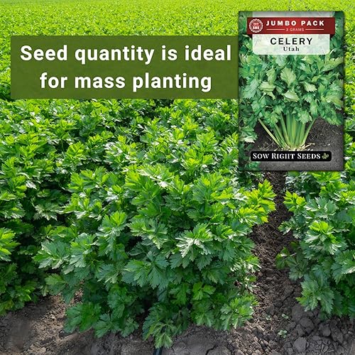 Miniatura 10 de Sow Right Seeds - Semillas altas de apio de Utah para plantar - Paquete de reliquia sin OMG con instrucciones para plantar y cultivar un jardín de