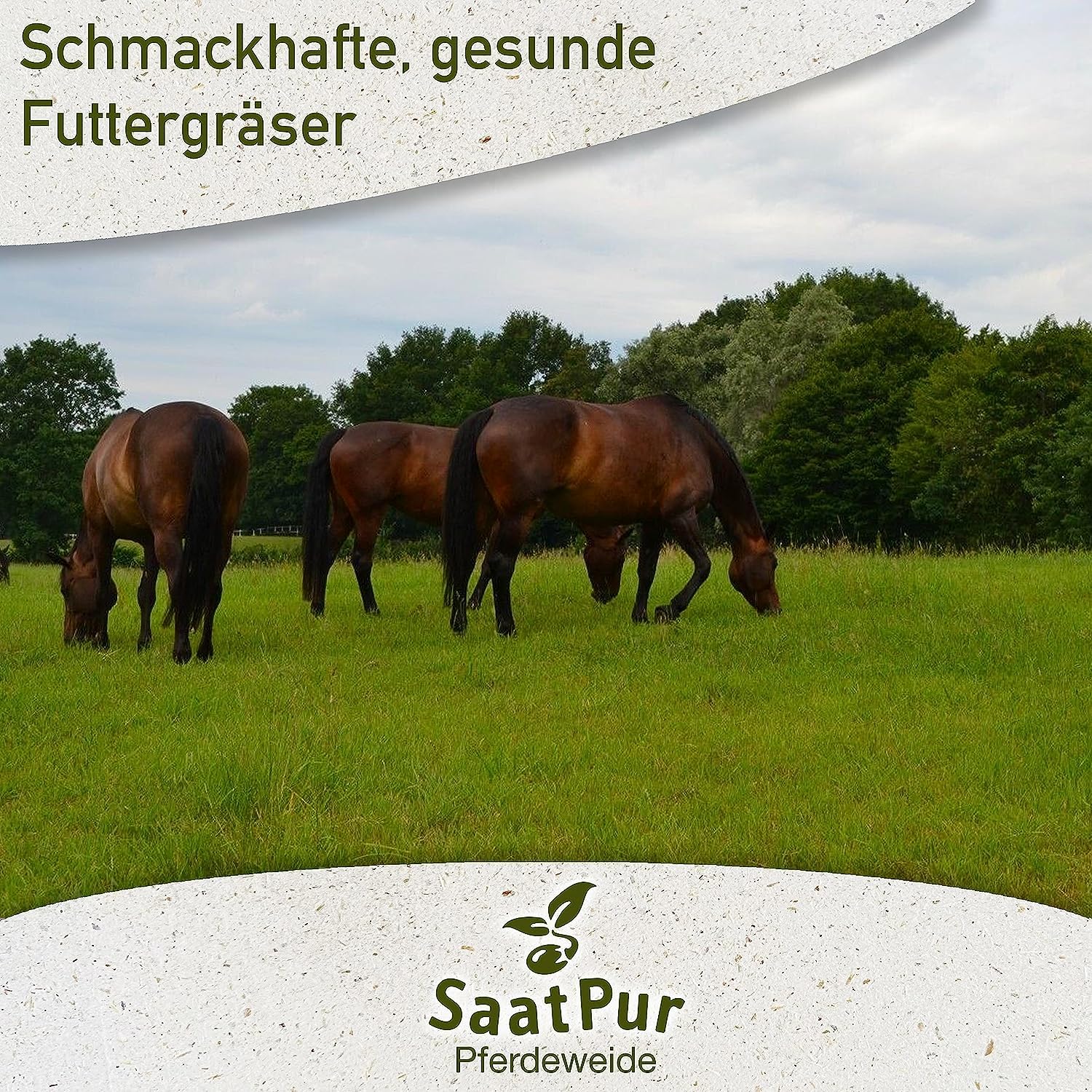 1 kg Kräutermischung für Pferdeweide mit Heilkräutern Pferdewiese Wiesenkräuter Kräutersaat Dauerweide Mähweide