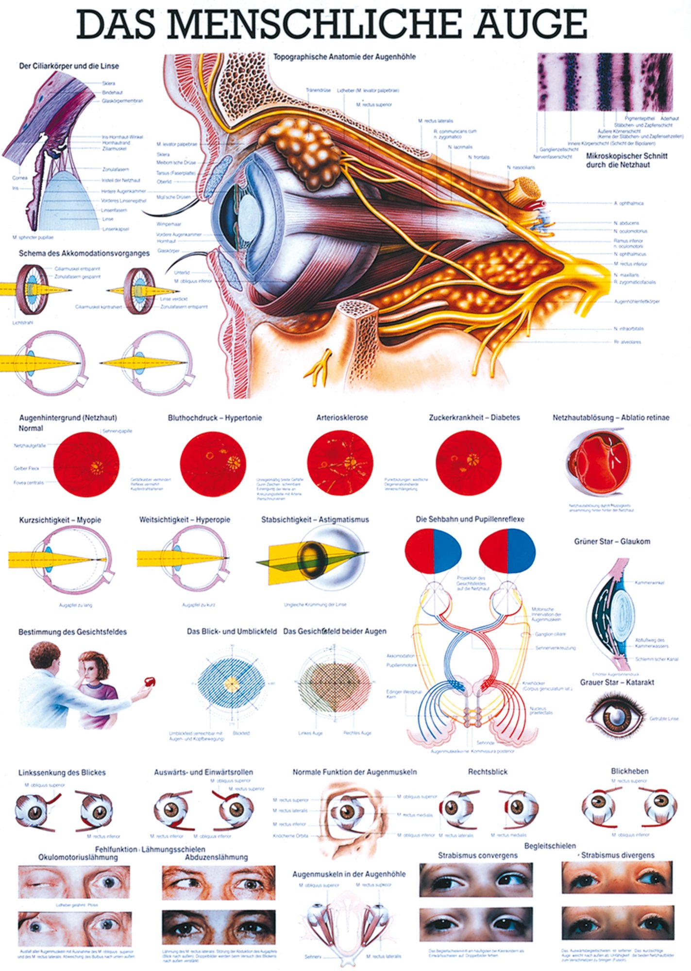Ruediger Anatomie TA11LAM Das Menschliche Auge Tafel, 70 cm x 100 cm, laminiert