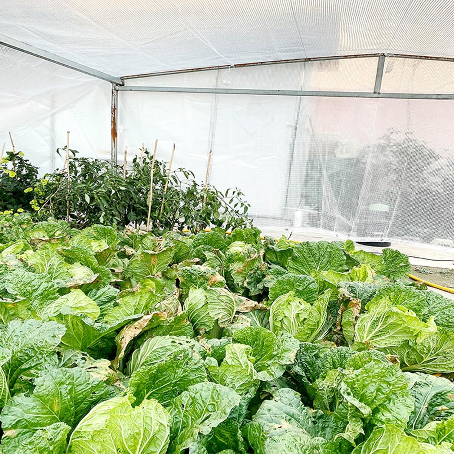 Waterproof Clear Tarp Rainproof Covering Heavy Duty PE Transparent Tarpaulin with Grommets for Garden Patio Lawn Plants Greenhouse(2x2m)