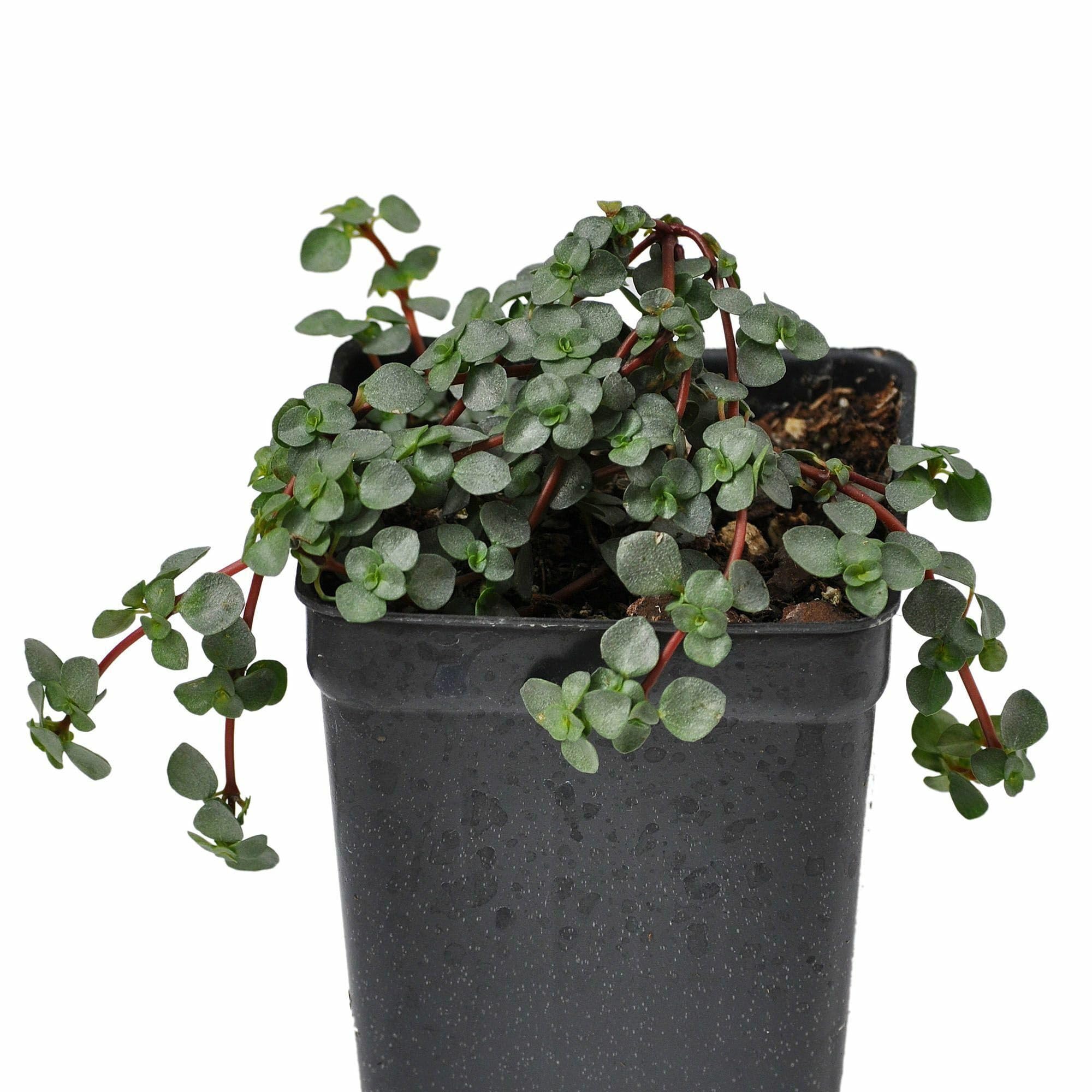 Pilea glauca 'Aquamarine' by Winter Greenhouse