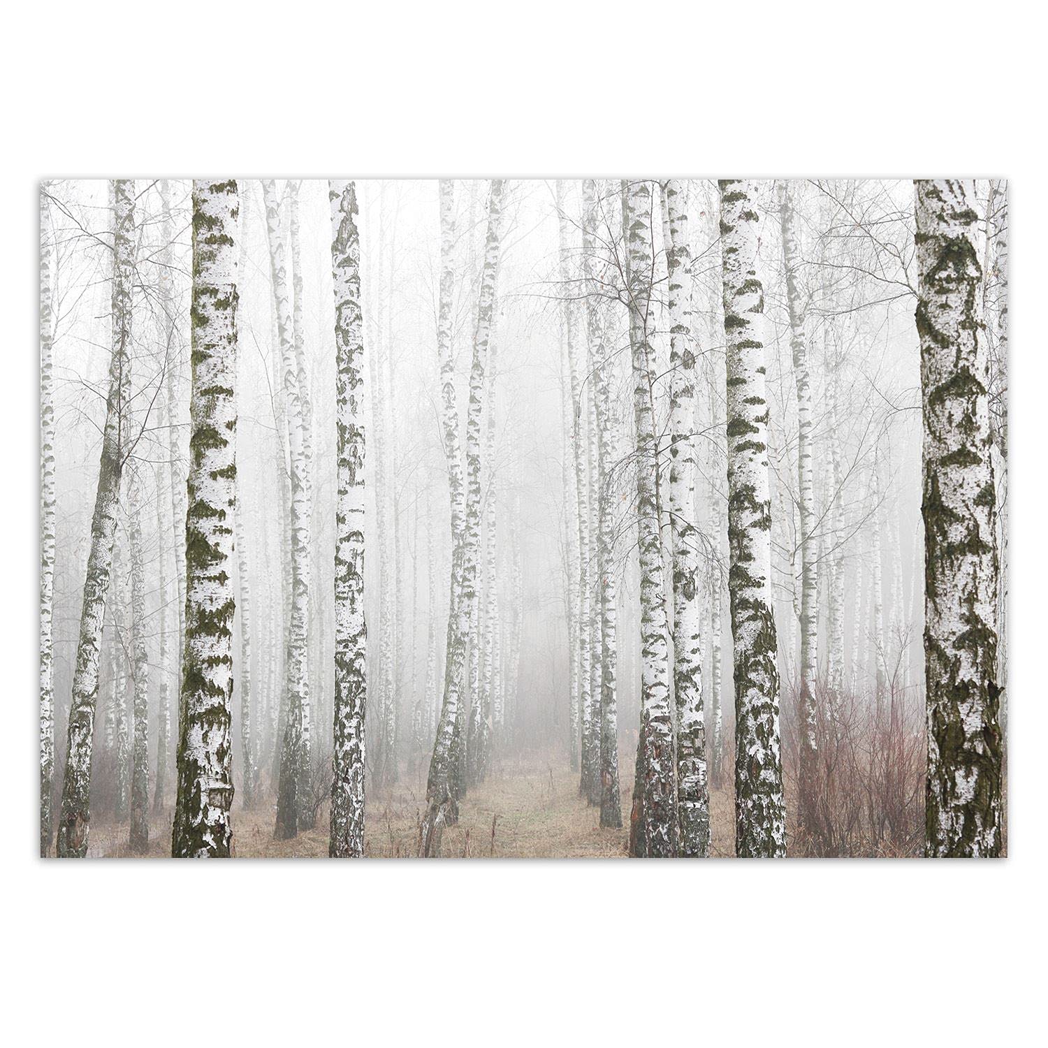 Feeby Papel Pintado Bosque Árboles 350x245 cm Gris Fotomurales Decoración De Paredes Moderna Casa Oficina Despacho Cuarto De Invitados Naturaleza Abedules Niebla