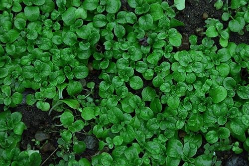 Miniatura 2 de Semillas de ensalada de maíz Aka, Mache,Lechuga de cordero, ensalada de campo, (Valerianella Locusta) (14 lb)