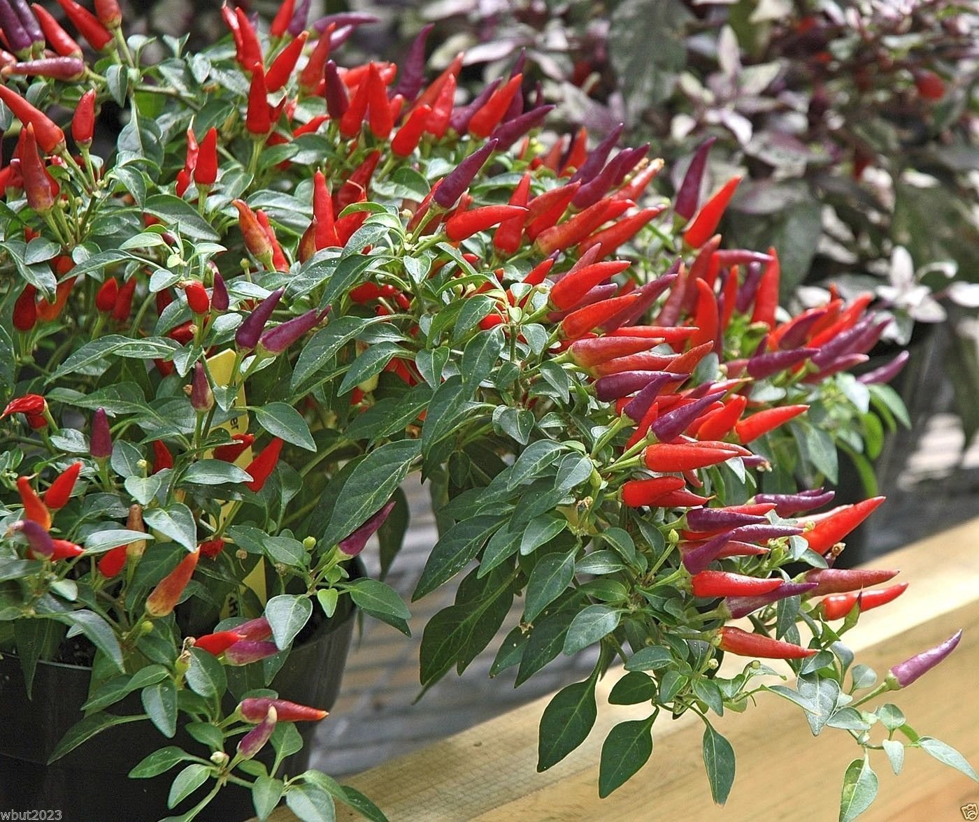 PlenTree Ornamental Pepper,"Sangria" (30 Seeds) Great in Pots, and Garden Beds