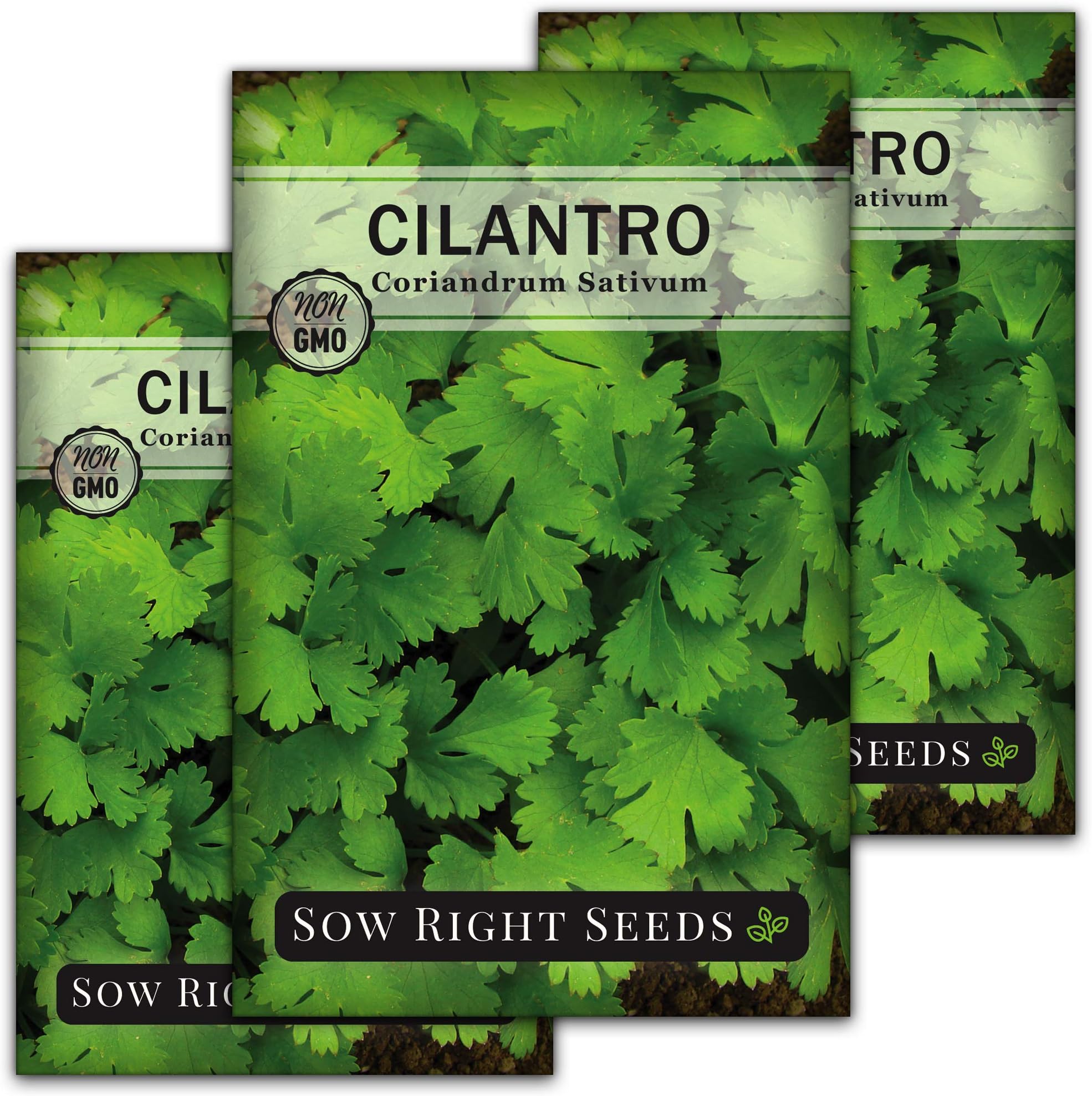 Sow Right Seeds - Cilantro Seeds for Planting - Non-GMO Heirloom Packet with Instructions to Grow a Kitchen Herb Garden - Great Addition to Your Cooking - Make Coriander Seasoning - Zesty Herb (3)