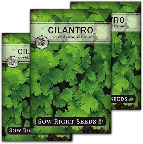 Miniatura 8 de Sow Right Seeds - Semillas de cilantro para plantar - Paquete de reliquia sin OMG con instrucciones para cultivar un jardín de hierbas de cocina