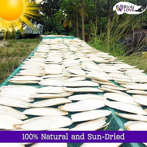 Miniatura 6 de Birds LOVE Natural Cuttlebone  Suplemento de calcio y minerales traza premium para especies aviares, tortugas y caracoles  Hueso puro para