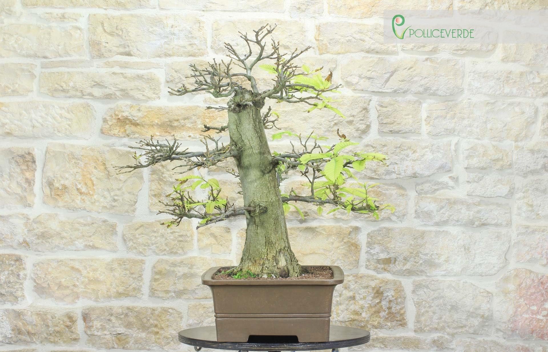Bonsái Yamadori de castaño (3)