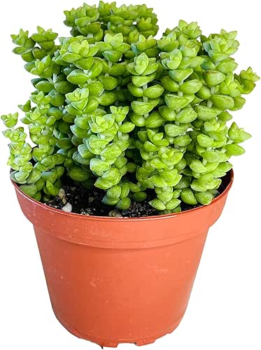 Crassula 'Tom Thumb',Succulents Plants Live Rooted in 4" Pot with