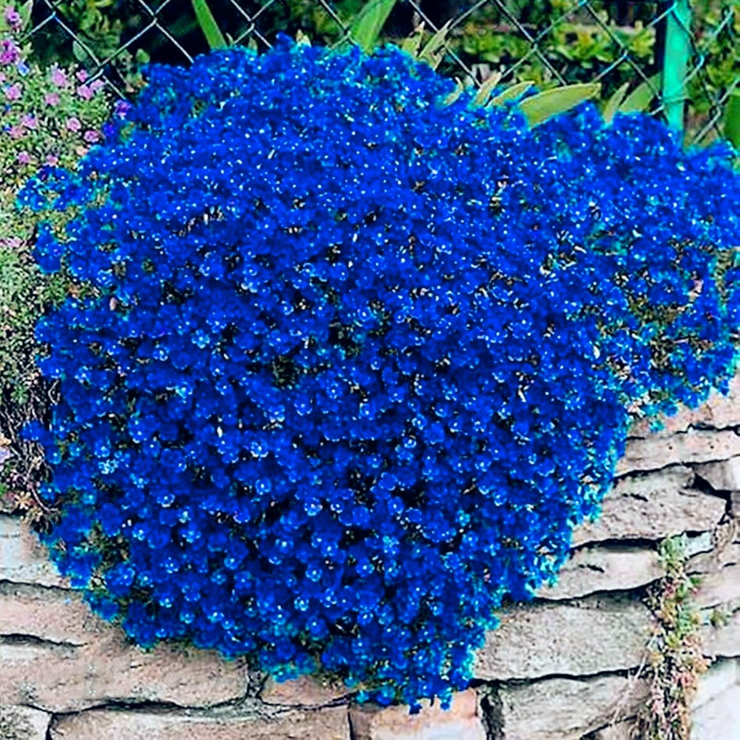 200 Gr Miscela Di Semi Per Un Prato Fiorito E Ricco Di Nettare - Foto 6