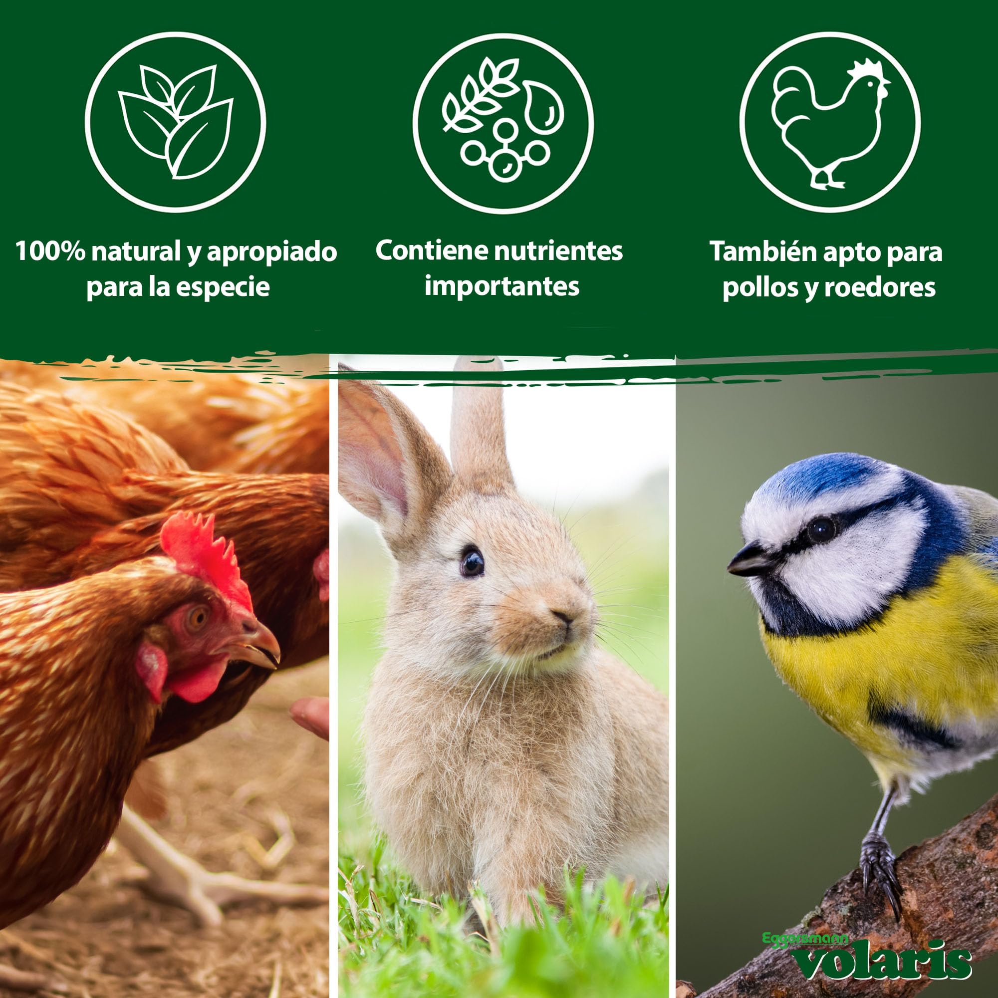 Eggersmann volaris Copos de Trigo de 2 kg – Alimento nutritivo para Aves Silvestres – Trigo Natural Ideal como alimento para Aves, Pollos y roedores – Alimento para Aves Silvestres Todo el año y Rico | Alimento nutritivo para aves silvestres – Trigo natur