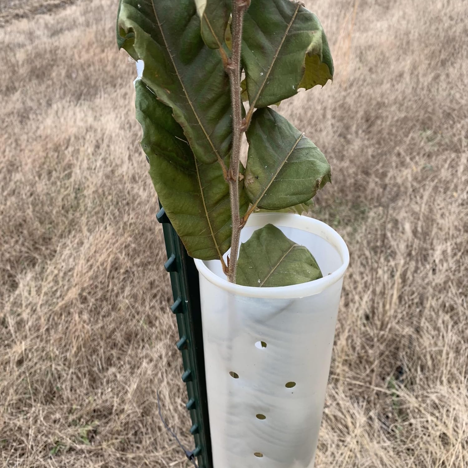 36" Miracle Tree Tube (5)