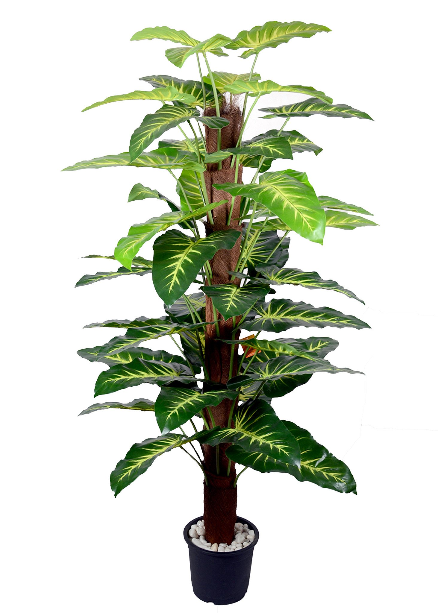 indoor plant pothos Pothos 'Golden'