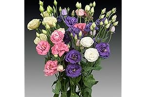 Lisianthus Flower Seeds for the Garden - 200 Mixed Double Flower Seeds...