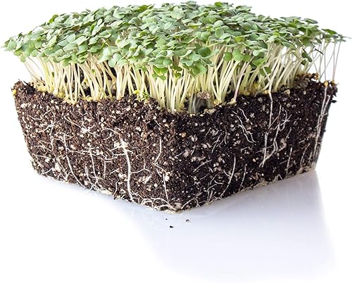 Miniatura 1 de Semillas de microgreens de mostaza amarilla  1 libra  192,000 semillas  Sin OMG  Micro verdes con sabor a mostaza suave y hoja de bebé