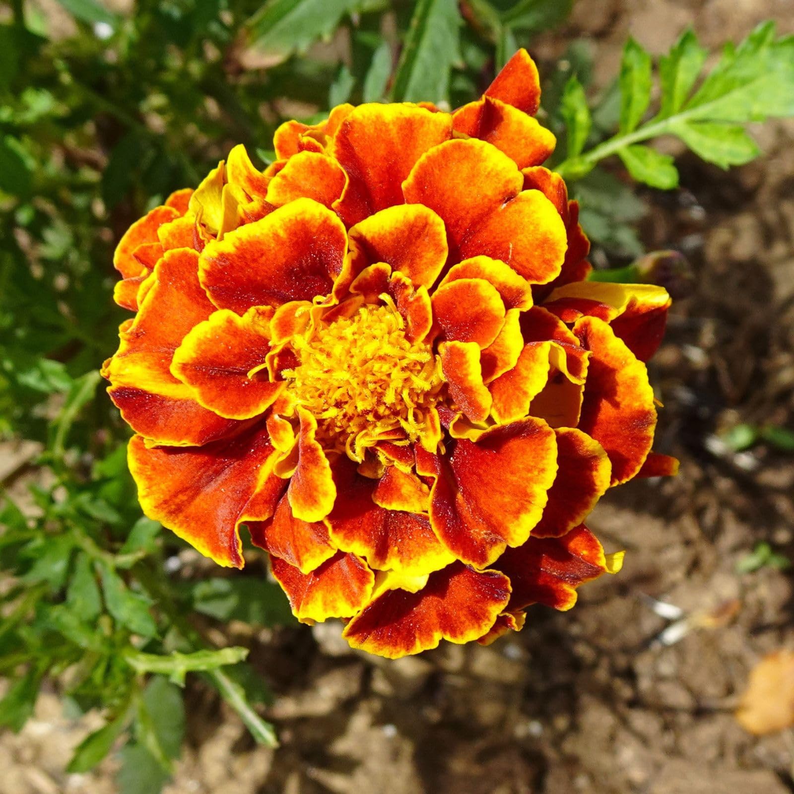 Nelesa Gardening French Marigold Genda Flower Seed - 50 Seeds Pack (B00IRZJTVG) Amazon Price History, Amazon Price Tracker