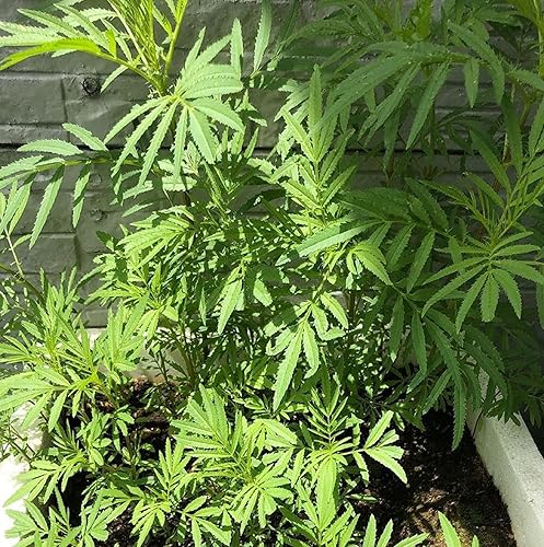 CHUXAY GARDEN Menta negra peruana, semillas de huacatay 100 semillas comestibles de hierba culinaria Tagetes Minuta excelente adición al jardín