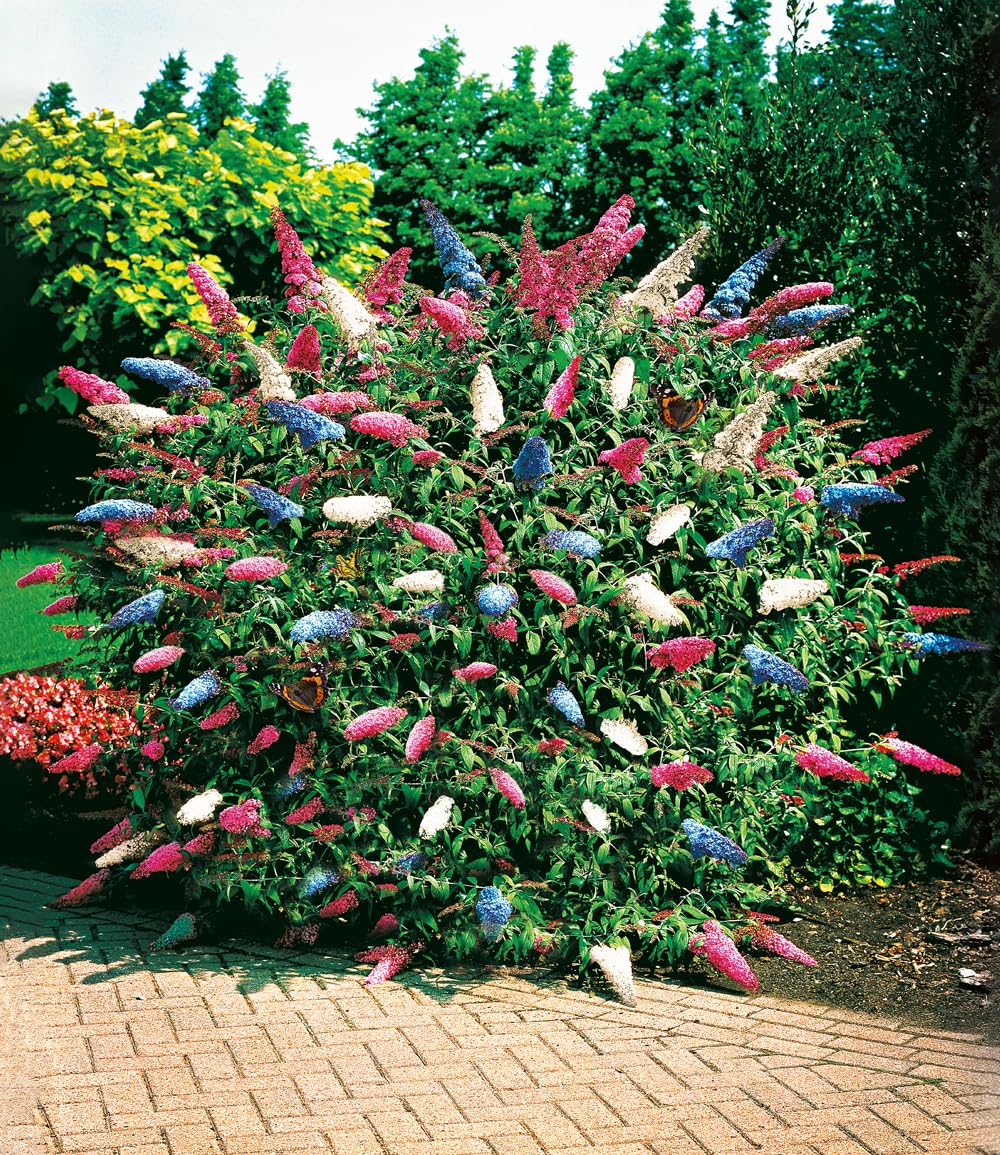 BALDUR Garten Papillon Tricolor – Dreifarbiger Schmetterlingsstrauch, 1 Pflanze