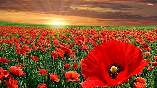 Miniatura 2 de Amapola, Flandes, más de 100 semillas, impresionante flor roja brillante, grandes amapolas