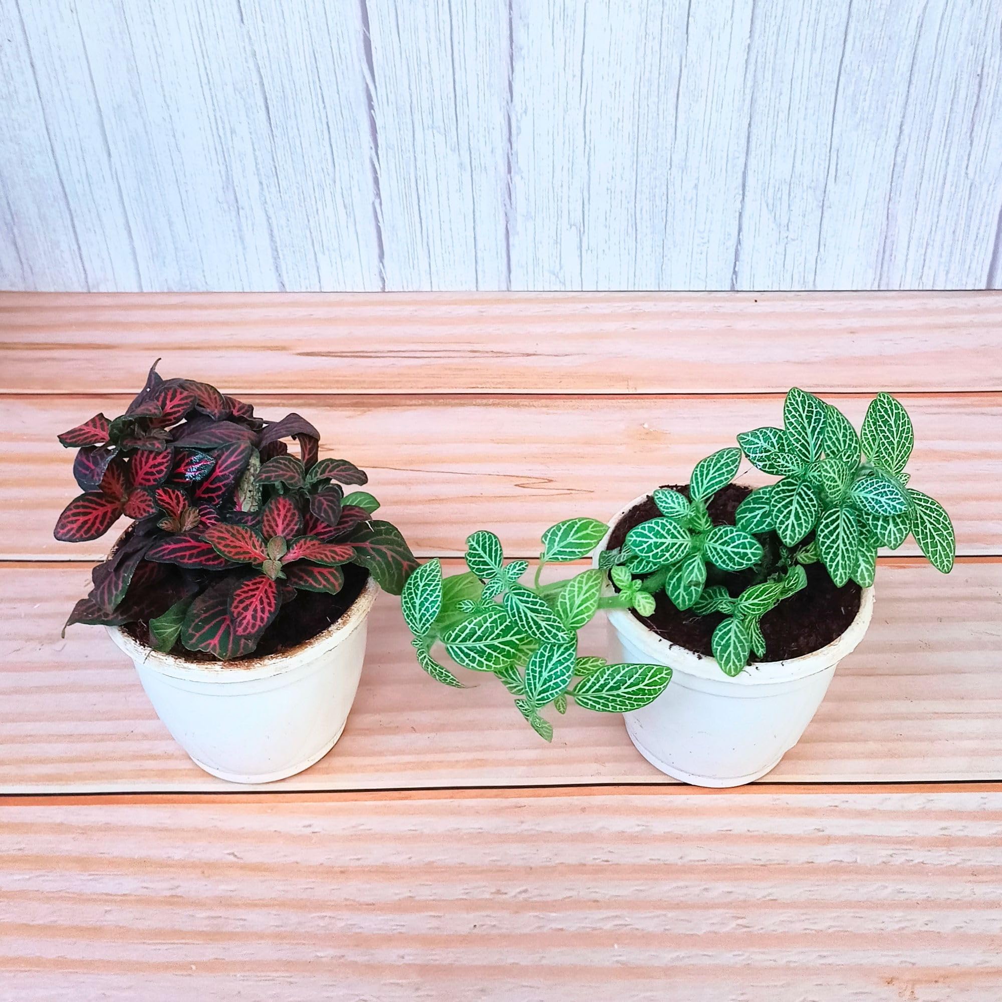 Rolling Nature Combo of 2 Fittonia Nerve Plants in White Plastic Pot | Fittonia Green & Fittonia Pink | Home & Office Decor (B0D35G7QLL) Amazon Price History, Amazon Price Tracker