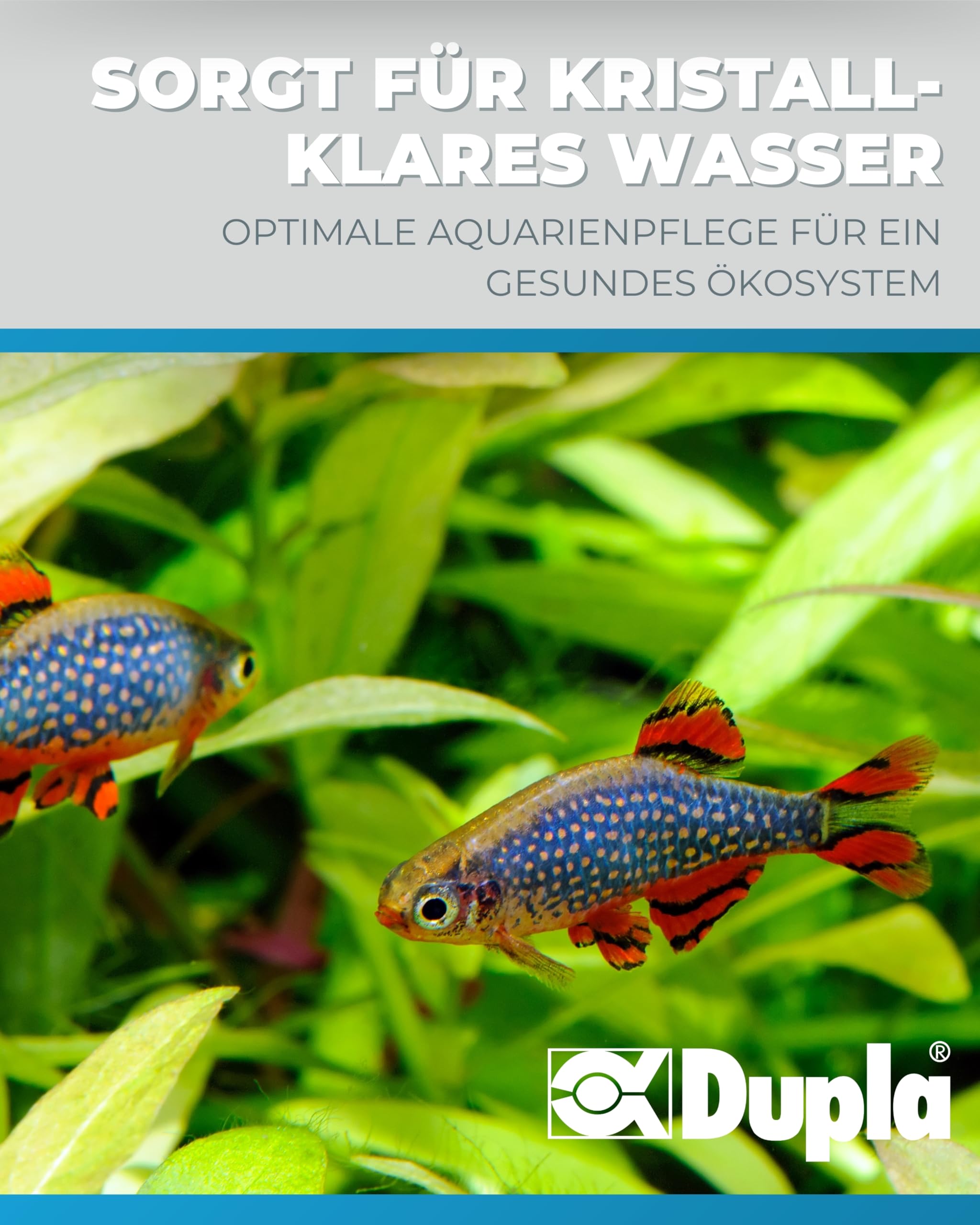 Dupla Reinstwasserfilter mit Farbindikator I 500 ml I Wasserfilter für Aquarien I Aquariumfilter zur Entfernung von Silikaten, Nitraten, Schadstoffen und Salzen I Aquarium Wasseraufbereitung