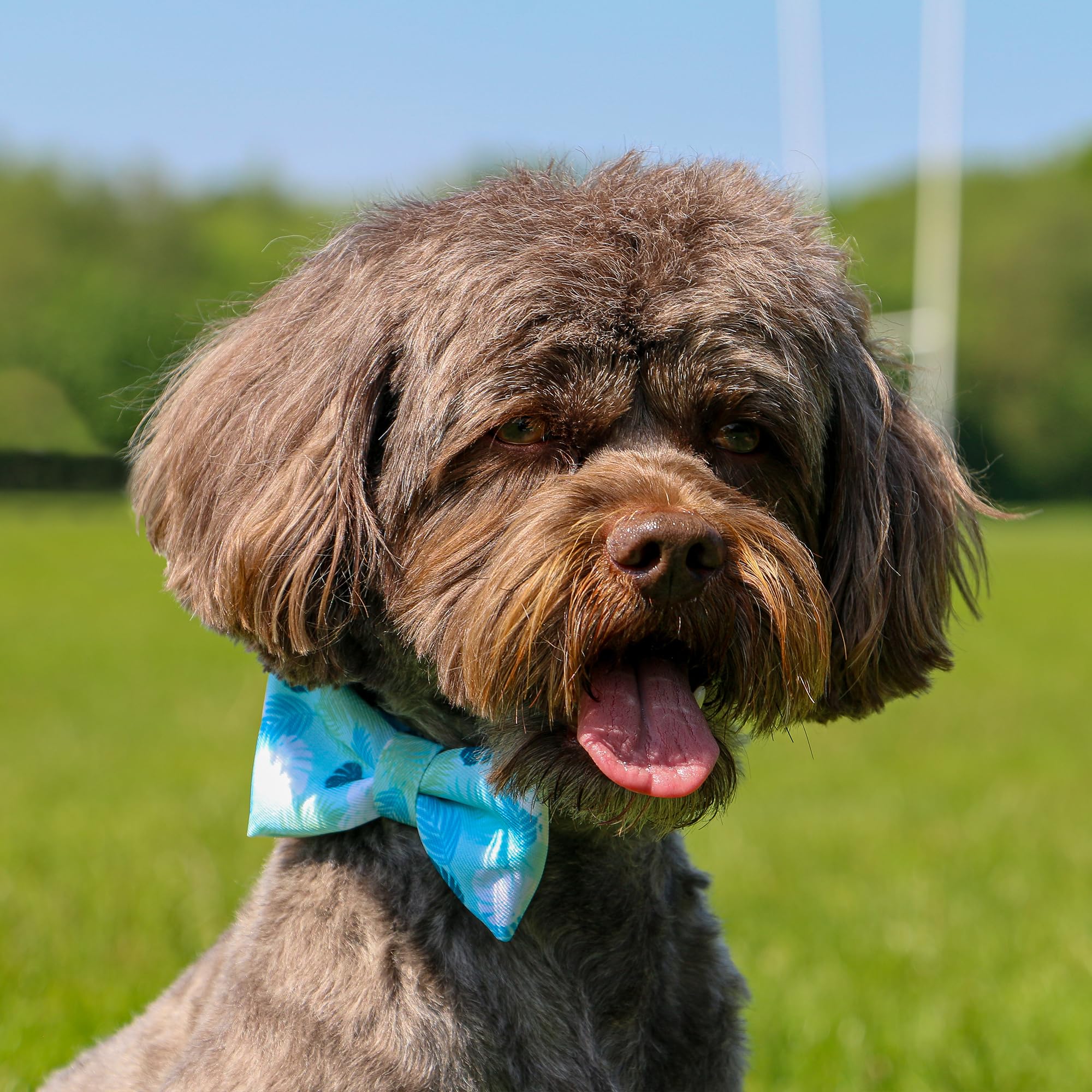 Ancol Soho Dog Bow Tie in Nautical/Coral Pattern, Stylish Fun Pet Necktie - Image 2