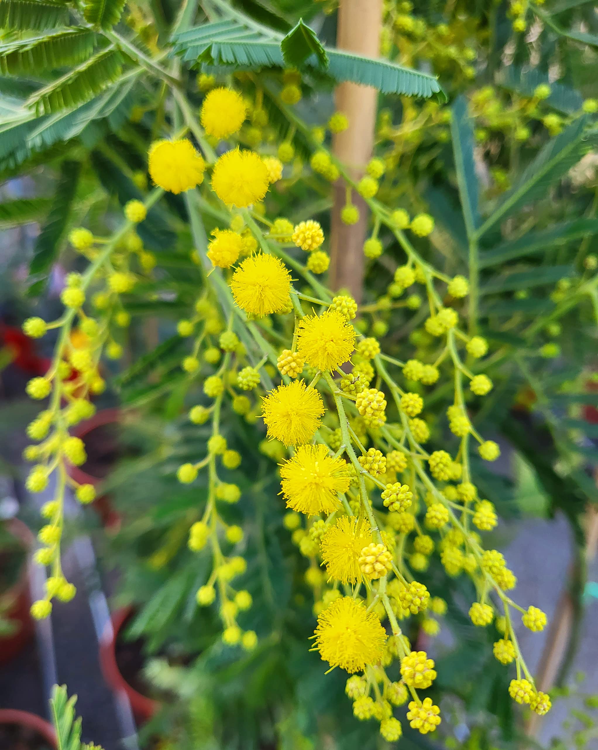 POWERS TO FLOWERS - MIMOSA DA GIARDINO VARIETA' GAULOIS altezza 180cm, OFFERTA ULTIMI 30 PEZZI !!!!! pianta vera