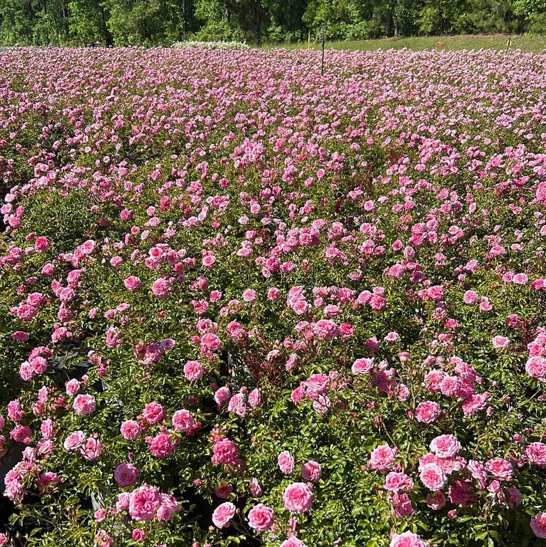 Sweet Drift Rose, 3 Gallon