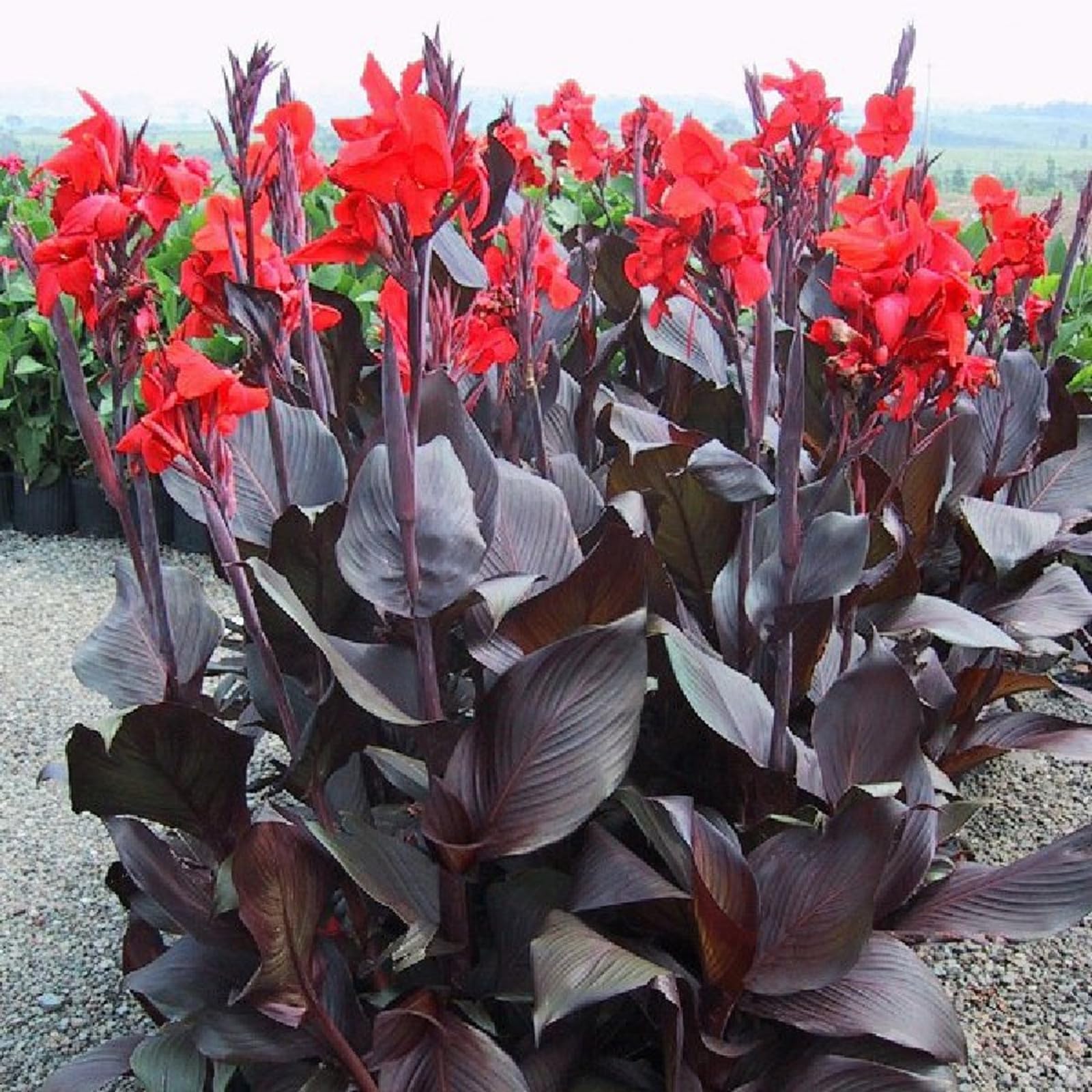 Adatte Per La Piantumazione In Giardino All'Aperto Canna è Alto Richiedono Poca Manutenzione, Lampadine Di Canna, Vivaci E Un Alto Valore Ornamentale -2bulbs-C