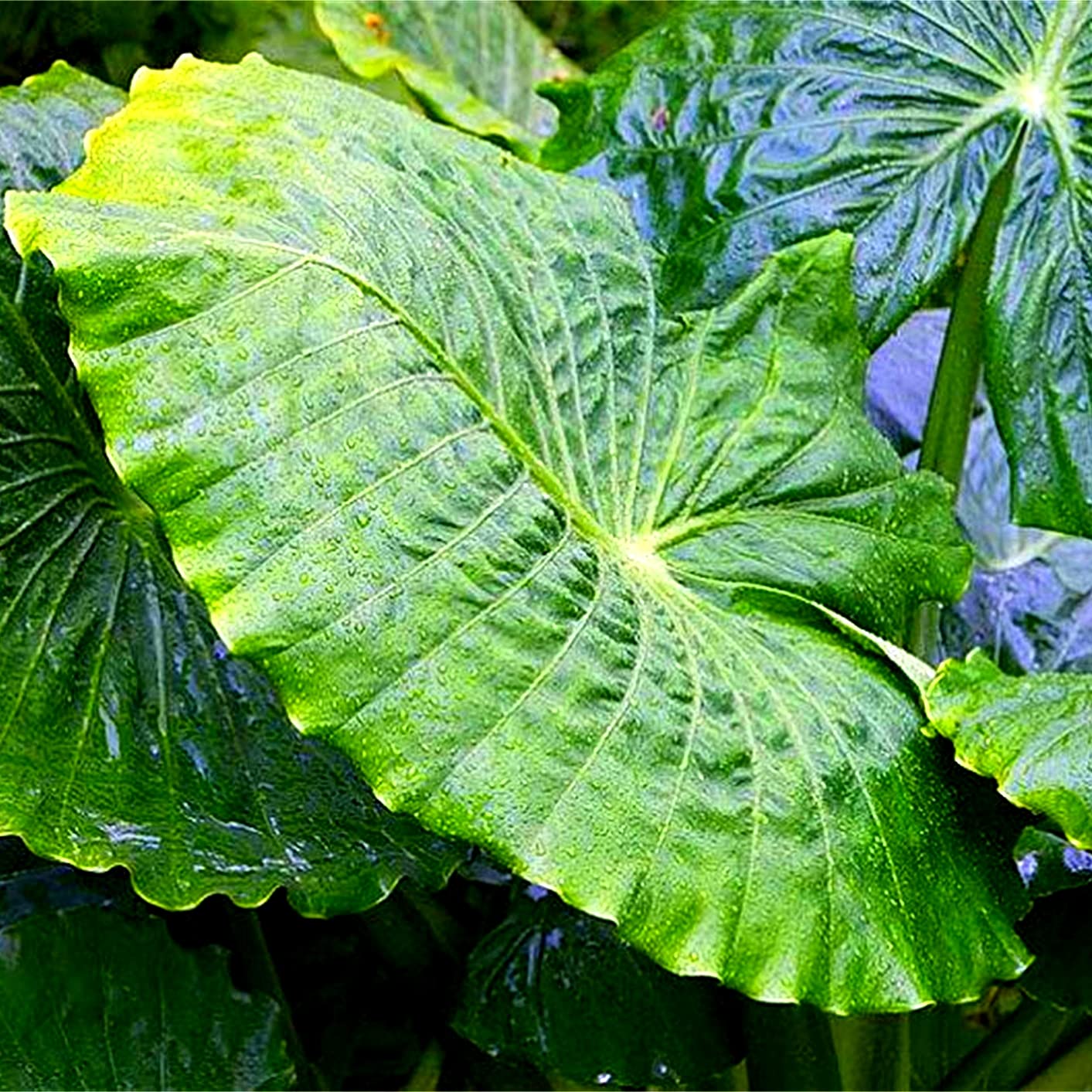 zimmerpflanze große herzförmige blätter Caladium 'Kathleen' | Buntwurz main image 1