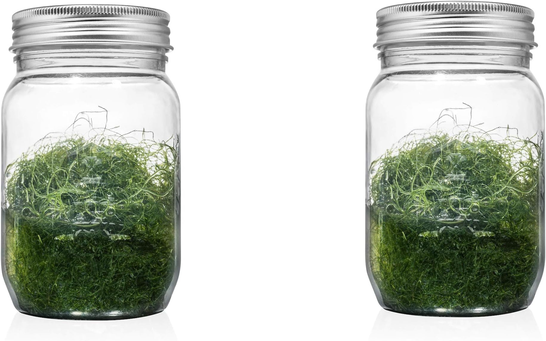 Chaetomorpha Chaeto Macro Algae 2 Cup Home for Amphipods, Copepods