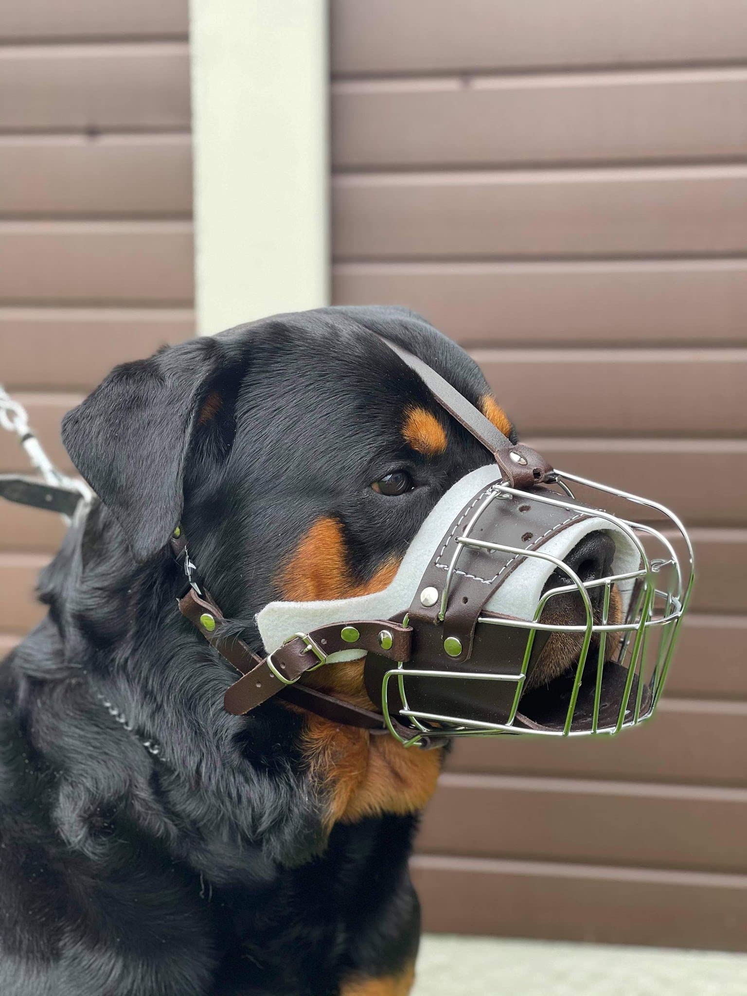 STRONG Wire Metal muzzle Basket Dog Muzzle Rottweiler,Mastiff Golden Retriever & other (TR, Silver/Brown Leather)