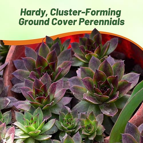 Miniatura 7 de Outsidepride Sempervivum Hybridum - Sempervivum Hybridum - 1000 semillas de cobertura del suelo para plantar